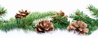 Happy Holidays!